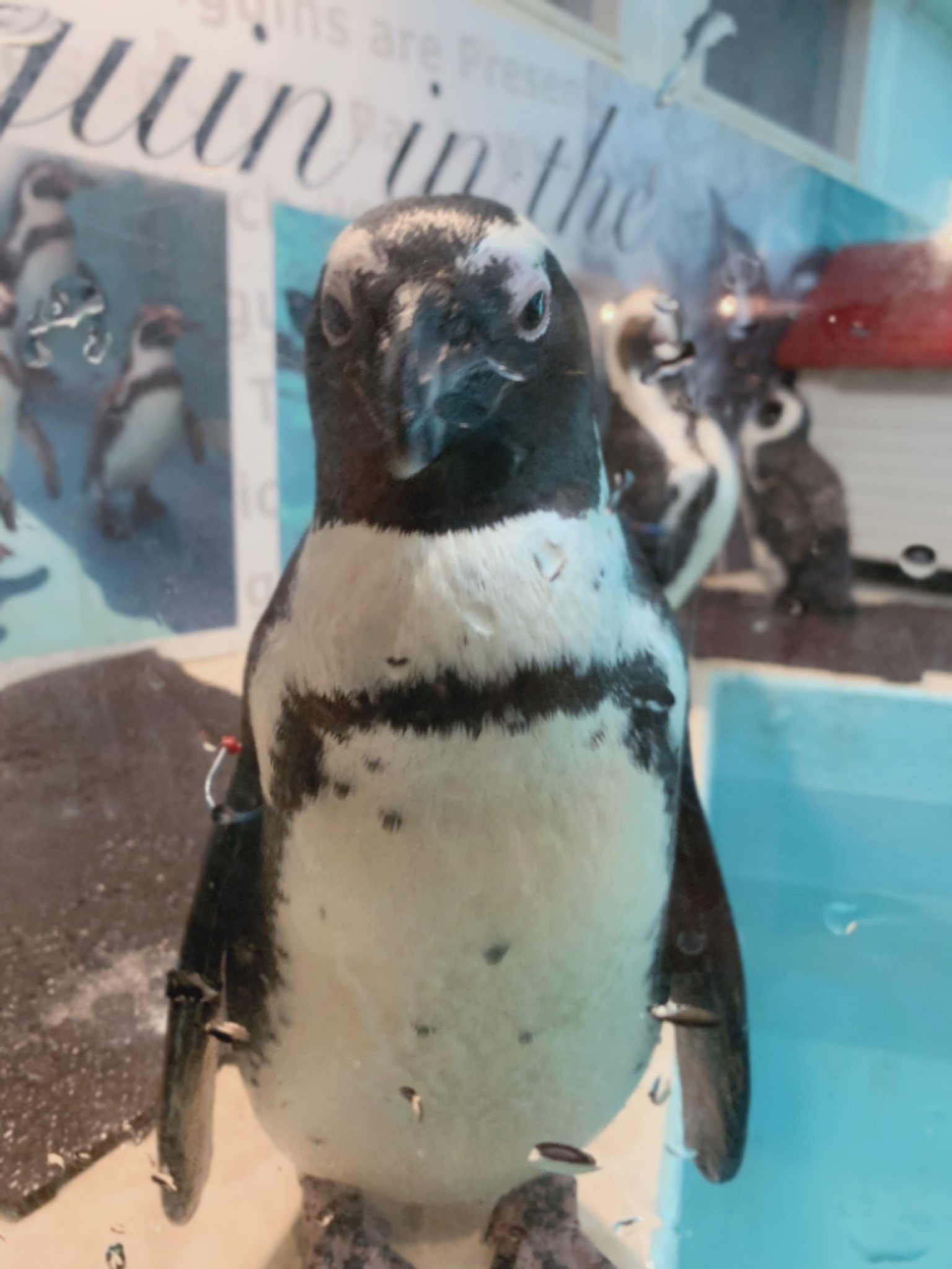 凪白みと A Twitteren ペンギンがいるbarにいるペンギンが可愛い T Co Szf5faitdo Twitter