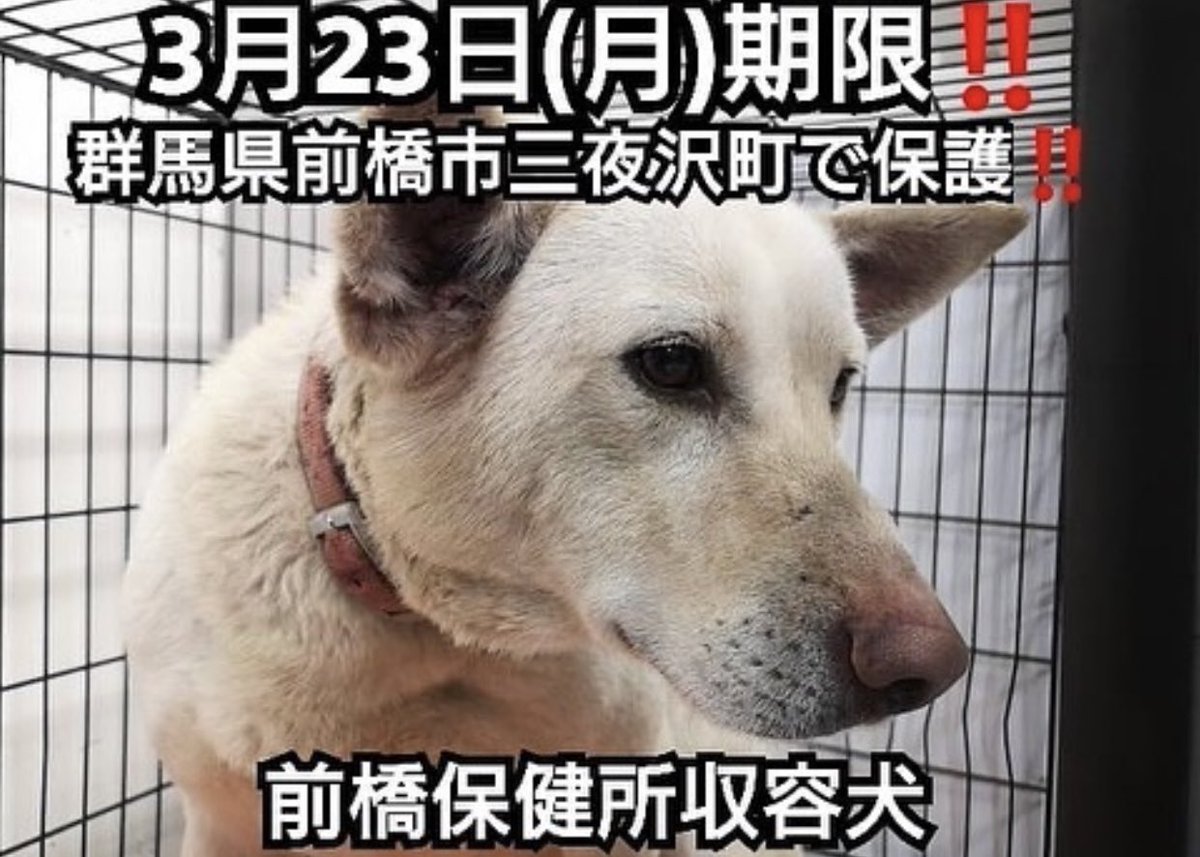 タコ ちゃん V Twitter 群馬県前橋市保健所 収容期限 年3月23日 飼い主さんお願いします みつけてあげてください 収容日 年3月13日 管理番号 03 05 性別 オス 推定年齢 8才 首輪等 布製赤色首輪 特徴 おとなしい 健康部 衛生検査課 生活衛生 タコ ちゃん V Twitter 群馬県前橋市保健所 収容期限 年3月23日 飼い主さんお願いします みつけてあげてください 収容日 年3月13日 管理番号 03 05 性別 オス 推定年齢 8才 首輪等 布製赤色首輪 特徴 おとなしい 健康部 衛生検査課 生活衛生