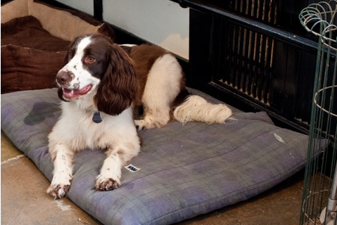 millenddevon's tweet image. "A shout out to this place. Quite simply the most dog-friendly hotel we have ever stayed in." 2020 Trip Advisor review

#dogfriendly #dogfriendlyhotel #dogfriendlywalks #dogfriendlydartmoor #dogfriendly2020