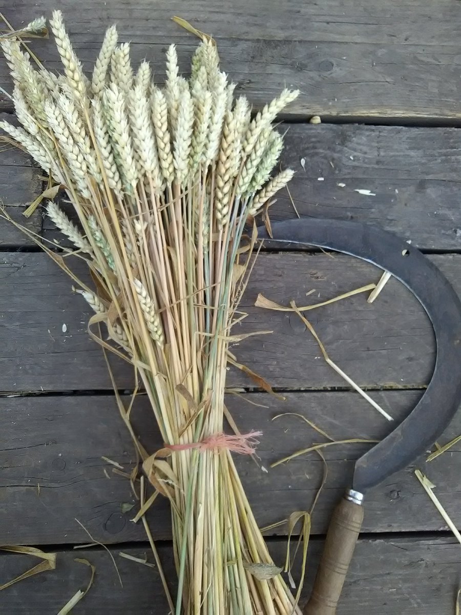 Now open for booking....harvest from the field and bake your own loaf on the <a href="/waterlanderman/">Waterland Organics</a> farm this August.

eventbrite.com/e/field-to-loa…

#organicfarming #growyourown #threshyourown #bakeyourown