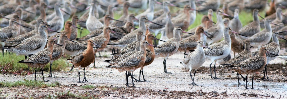 gregrobertsqld's tweet photo. Radjah Shelduck at #tincanbay Sanderling at #inskippoint Bar-tailed Godwits looking good for northward migration #wildoz #birds https://t.co/Ai5HR7A0sK