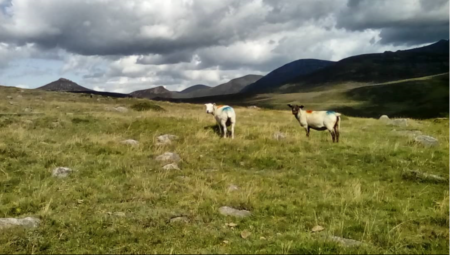 Beautiful Mourne Mountains, Co Down, N  #Ireland. Mournes are made up of 12 mountains with 15 peaks & include the famous Mourne wall (keeps sheep & cattle out of reservoir)! Area of Outstanding Natural Beauty. Partly  @NationalTrustNI. Daniel Mcevoy (with lovely cat!)  #caturday