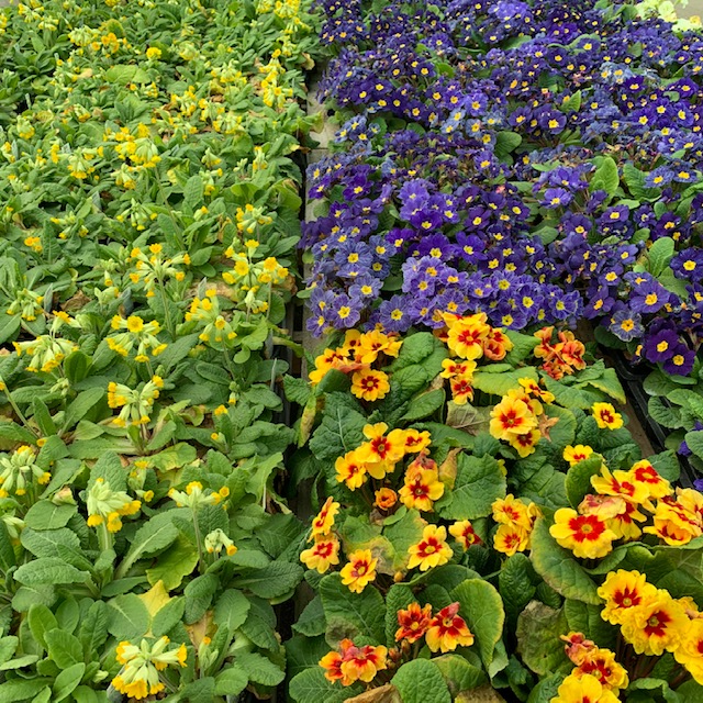 blaise_plants's tweet photo. The nursery plant shop is fully stocked for spring with fresh bedding plants, tree saplings, bulbs and now ironwork accessories for your garden. See you on Monday! #bristol #visitbristol #garden #gardendesign #springwatch @ReplantBristol #onetreeperemployee https://t.co/UgCXrPh5wG