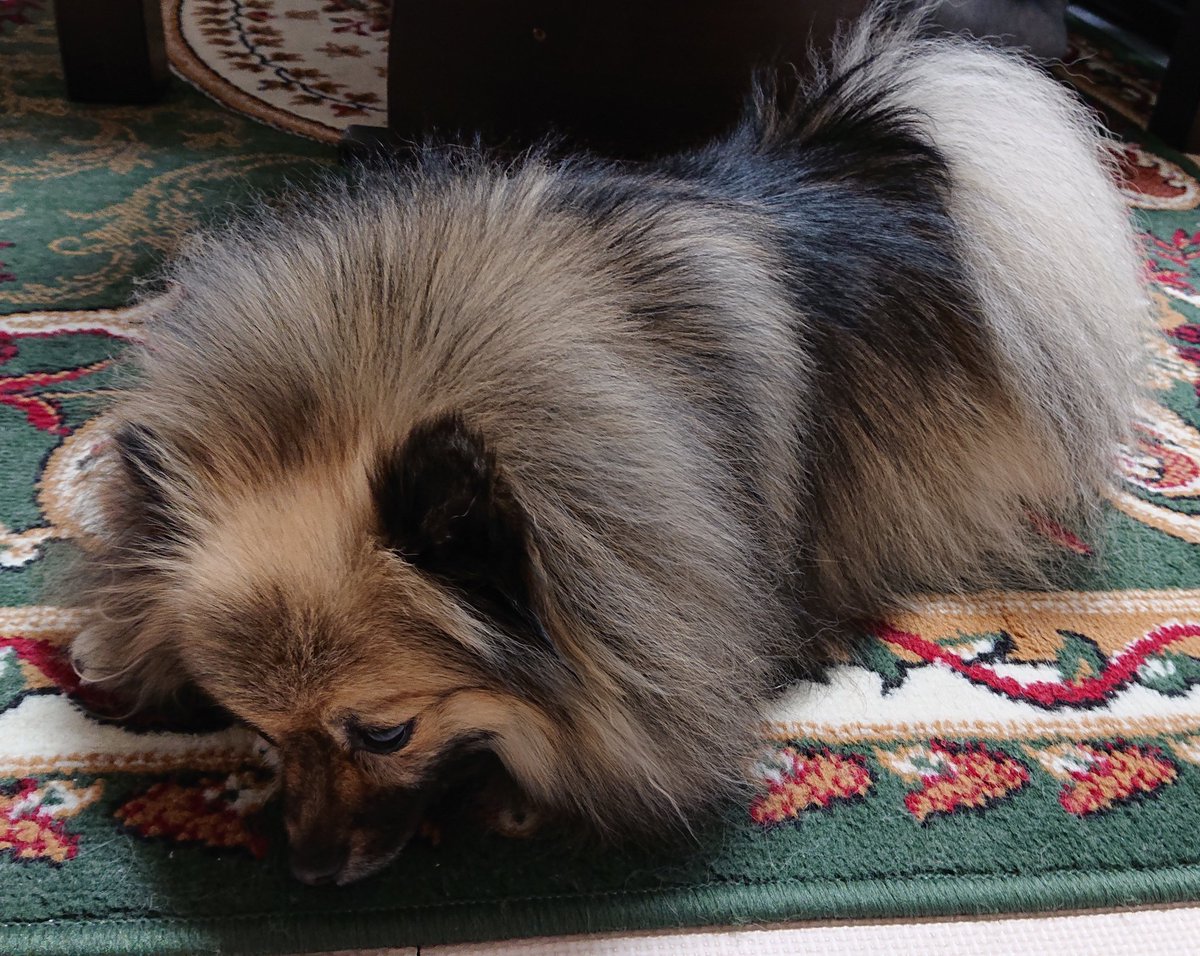 犬の為知識 叱る のまとめ Min T ミント