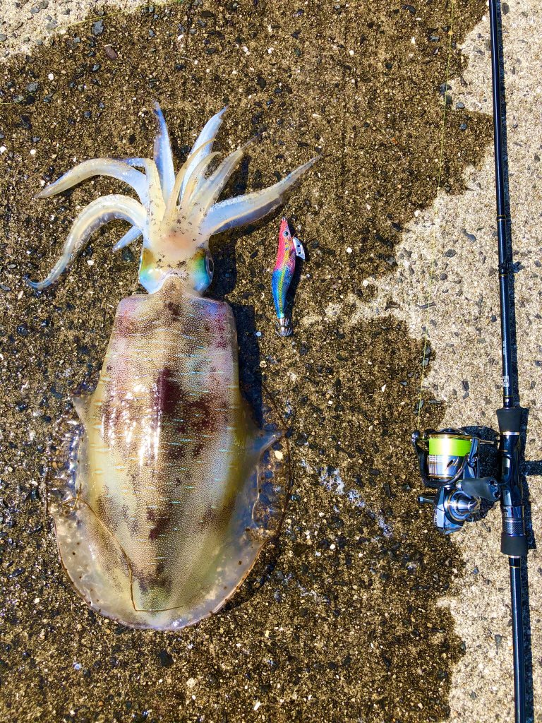 テイルウォーク Hashtag Pa Twitter