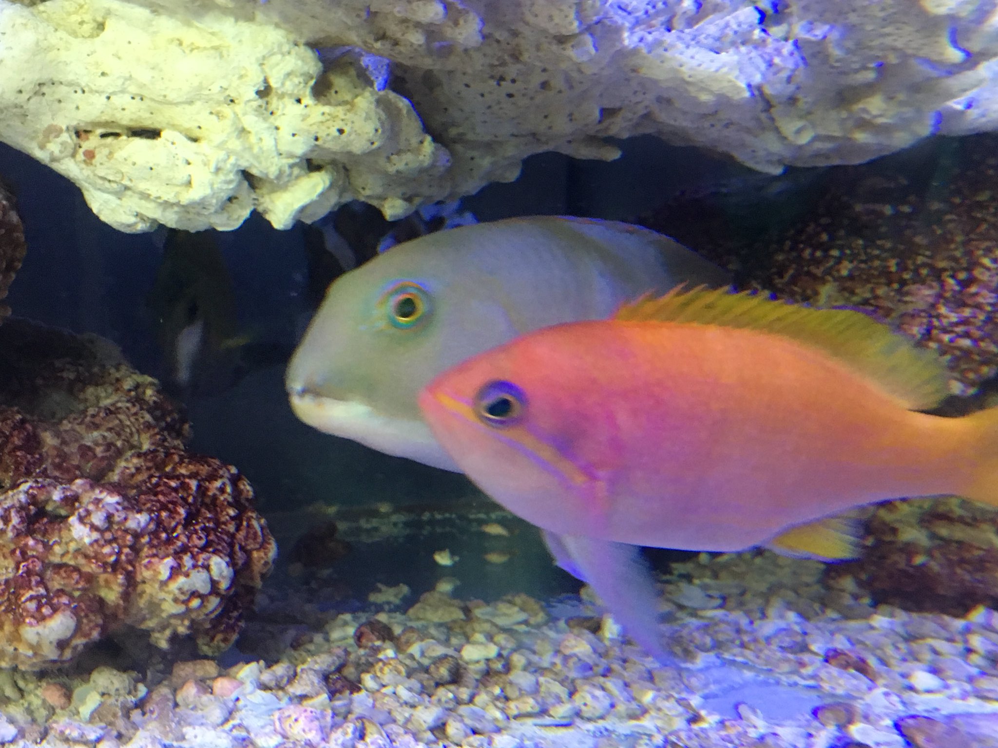 まりりん クサビベラ スクリブルドアンティアスの雌です 最近 ベラの師匠に刺激されてベラも 収集中 海水魚飼育 海水魚 混泳 大型ヤッコ 小型ヤッコ ６０cm水槽 マリンアクアリウム レモンピール カクレクマノミ ヤッコ混泳 生簀水槽 熱帯魚