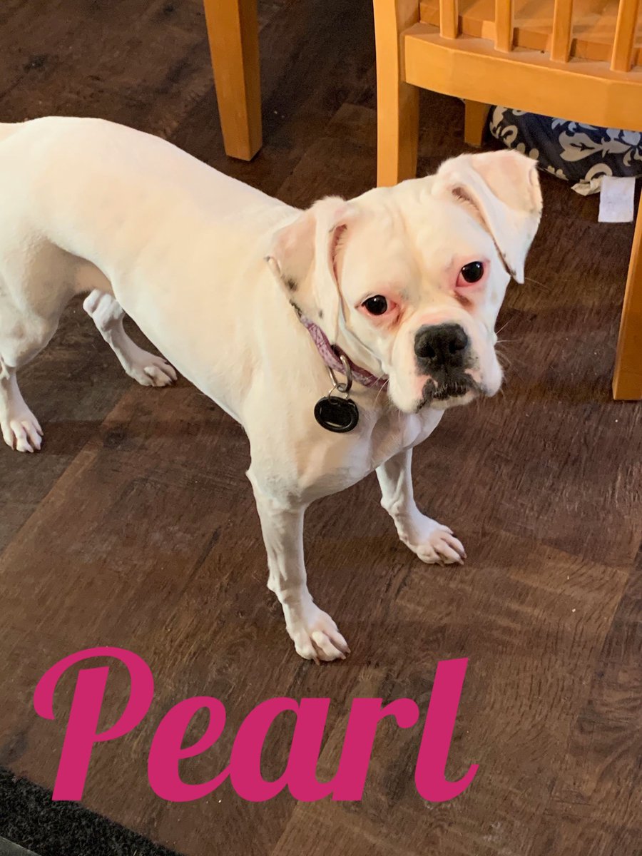 MNBoxerRescue's tweet photo. At this time our Placement team has decided to hold our Meet and Greet at Bentley's Pet Stuff on Sunday, 3/22 as planned. Currently, our sweet Pearl will be in attendance (note she is deaf)
https://t.co/MtgZvh5bPO
#mnboxerrescue #rescueboxer #adoptdontshop #rescuedogsrock #boxer https://t.co/0LbSRahl7z