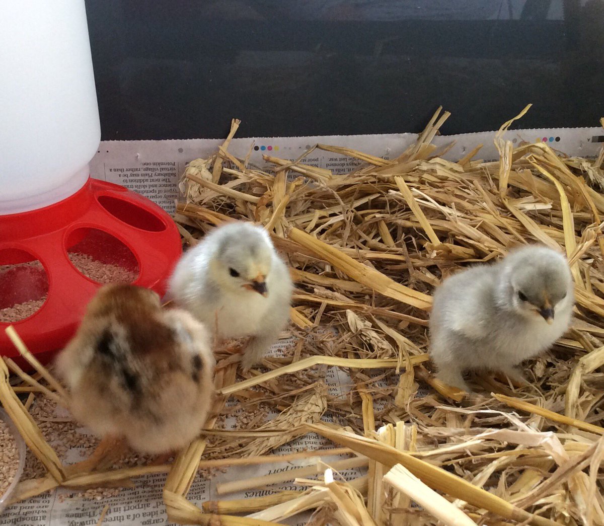 WillowsM22_Y2's tweet photo. Year two have had some extremely cute and fluffy new arrivals! #lavenderpekinbantams #chicks #fluffylegs #Year2Science https://t.co/nUkOQ8fkoi