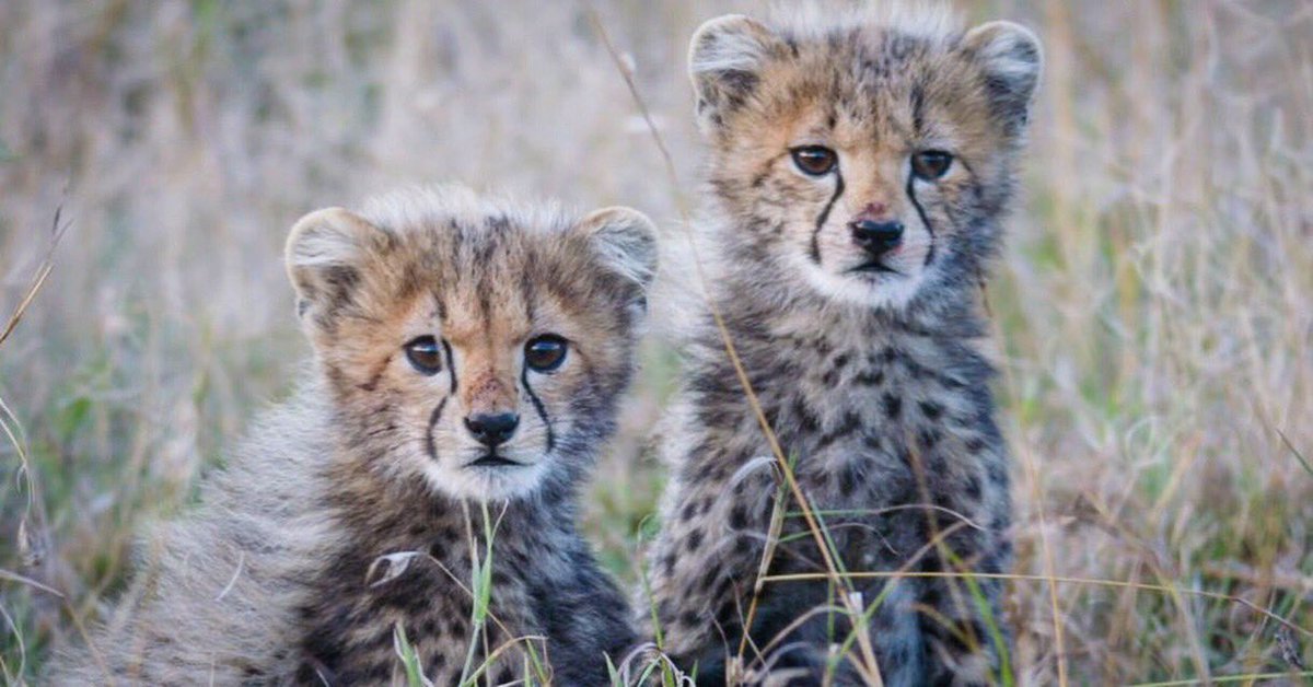 I'm going to miss filming these #cheetah cubs. Farewell to #Kenya, it's time to move on. It's been an incredible few weeks hanging out in the #Savannah with a fantastic crew, and some world class animals. An all-round life affirming experience.