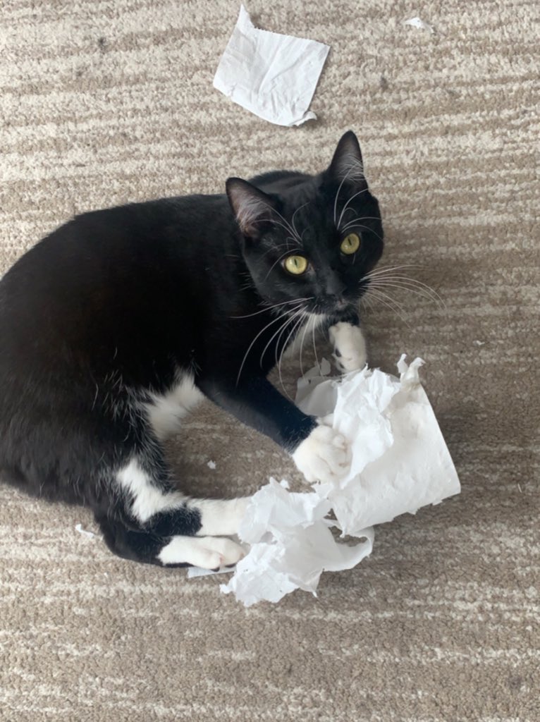 Alien_Maybe's tweet image. This cat is evil #ToiletPaperPanic #toiletpapercrisis #ToiletPaperApocalypse #coronavirus #COVID_19uk