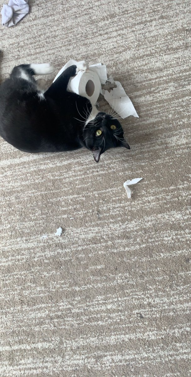 Alien_Maybe's tweet image. This cat is evil #ToiletPaperPanic #toiletpapercrisis #ToiletPaperApocalypse #coronavirus #COVID_19uk