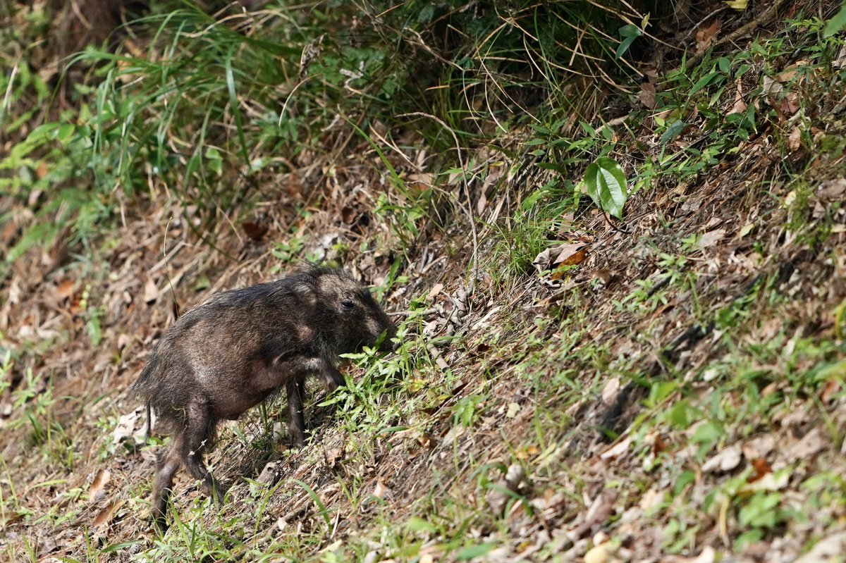 sin_chi's tweet photo. 西表島での野生動物撮影は北海道対比哺乳類が多くないので、ちょっと物足りなさはあるけど、その分奥が深い。
イリオモテヤマネコ、ヤエヤマオオコウモリ、リュウキュウイノシシ、カンムリワシのうち、カンムリワシは撮影難易度が低く、その次がコウモリ。
イリオモテヤマネコは奇跡レベル！笑 https://t.co/POaP1wFkfi
