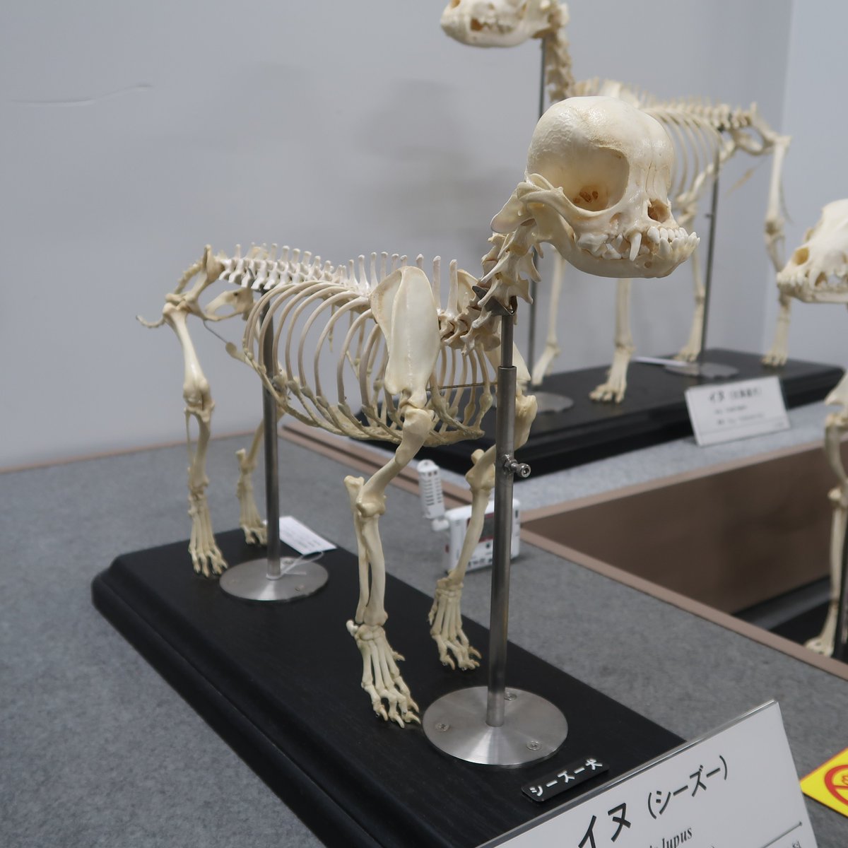 Twitter 上的 Asa 江戸時代なら 人面犬の骨 としてお寺に奉納されるレベル 骨の博物館 T Co Hzk7rfnqv9 Twitter