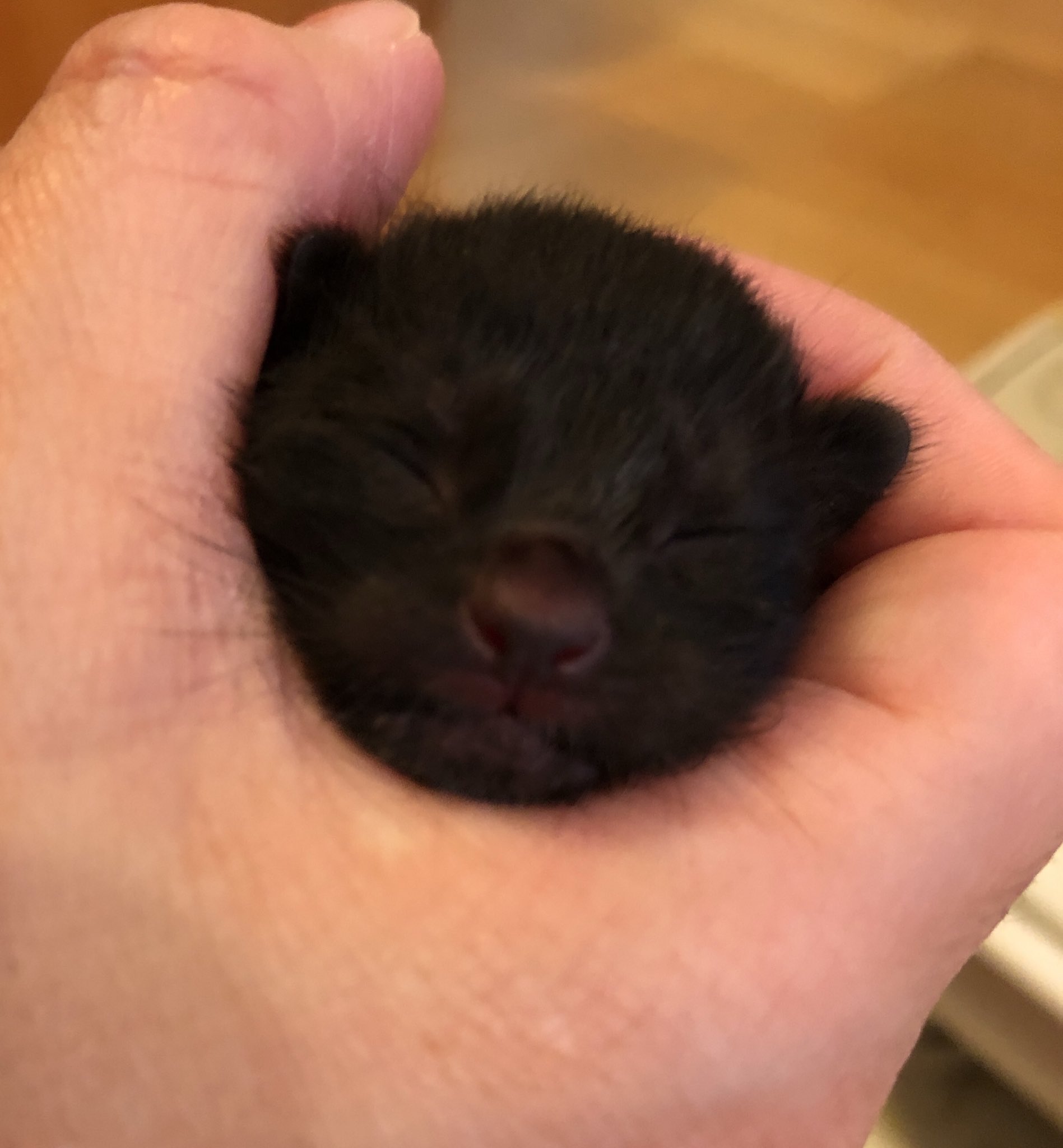  iPhone および iPad 用 Bad Piggies が無料で利用可能