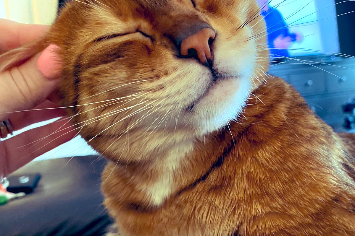 BengalPhoenix's tweet photo. Who doesn’t love a good ear rub #Caturday https://t.co/2K6KVkovpB