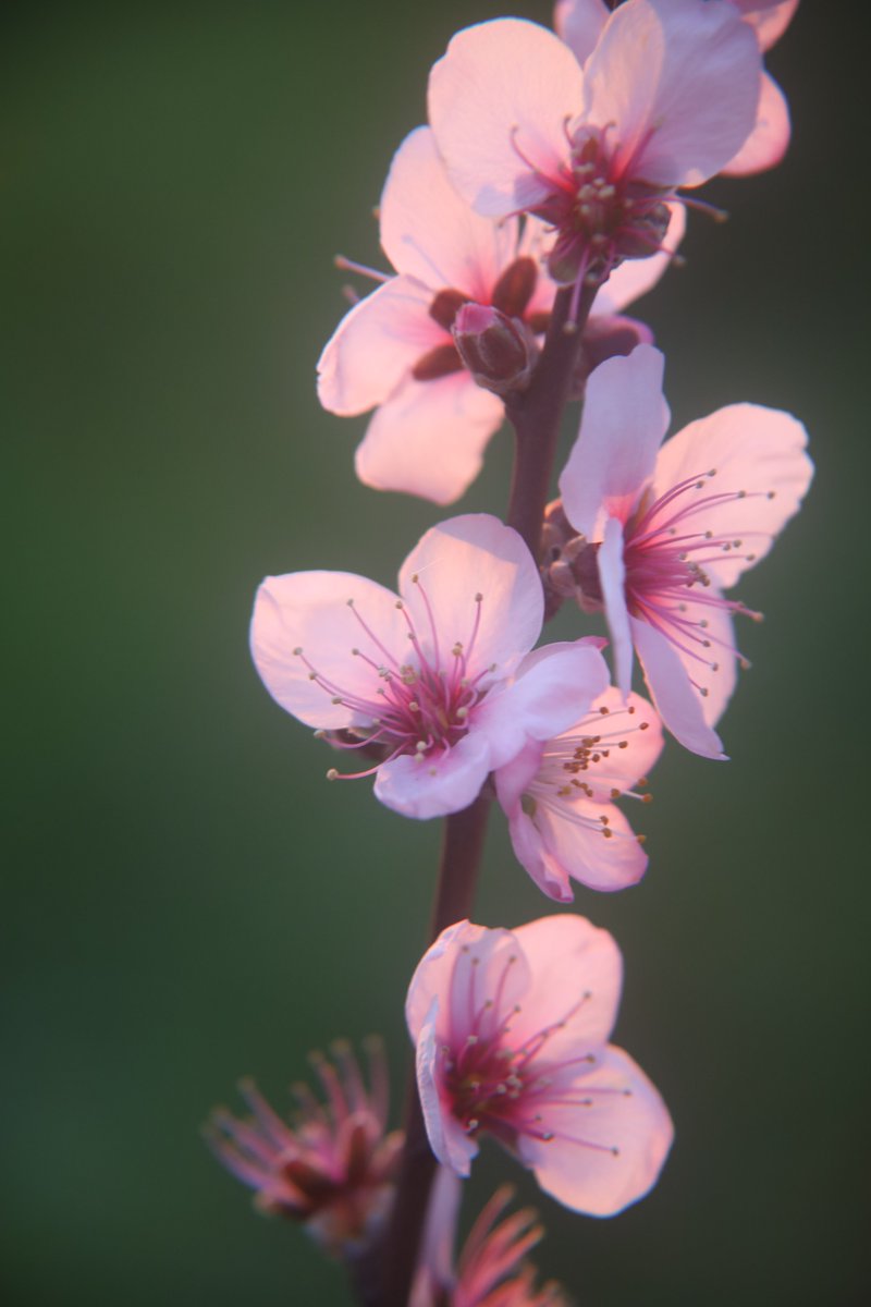 Peach blossoms😆
