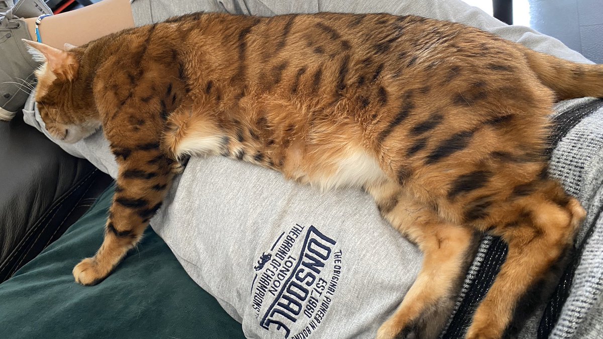 BengalPhoenix's tweet photo. When you are too big for the hoomans lap. #getabiggerlap https://t.co/opD3cBR4LI