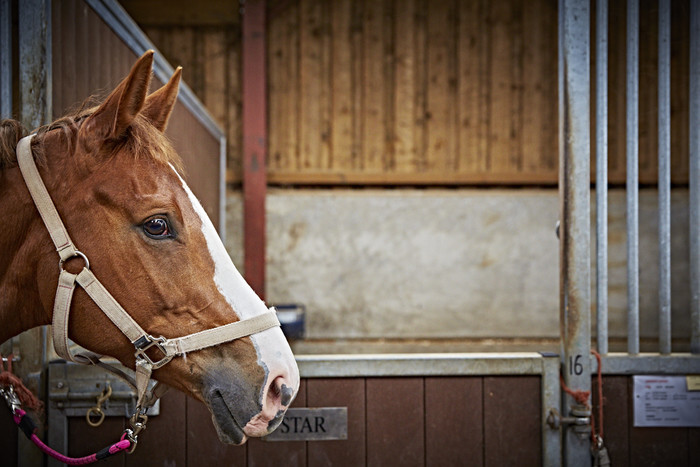 Aloe Vera Gelly is a very beneficial product for your horse. 
The translucent gel aids in calming the skin. An ideal product for when skin needs that little extra care. 

#HorseProducts #ForeverLiving #AloeVera

wu.to/zATGm0

🏇🏇🏇