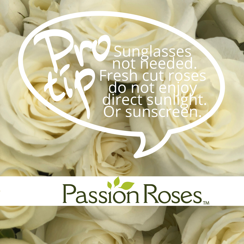 Cut flowers like water. Cut flowers do not like direct sun. Passion Pros know flower care tips for maximum enjoyment  of their roses. 
.
.
.
.
#giveroses #roses4life #roselover
#rose #rosequote #passionroses #passiongrowers #flowerstagram #flowers #roses #flower #flowercare