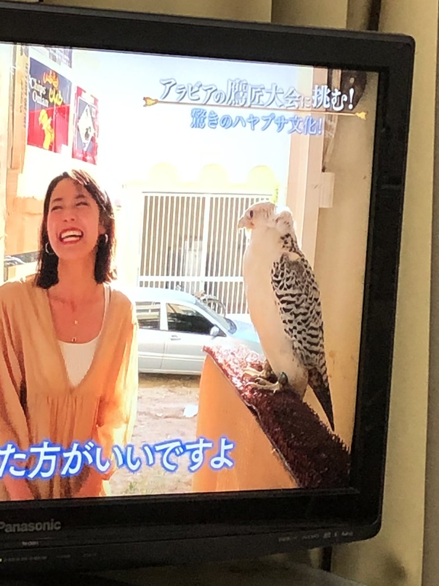 シロハヤブサ シロハヤブサ