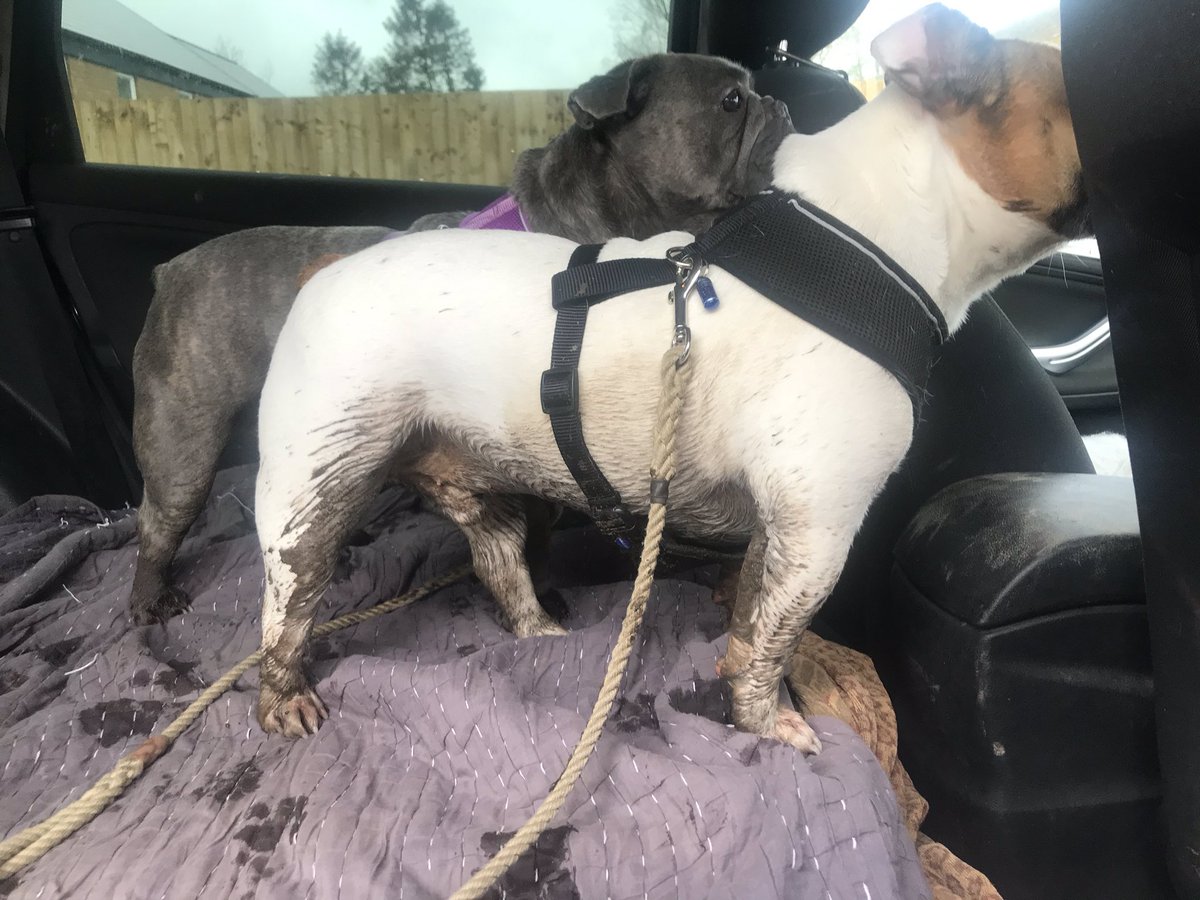 Ian McQueen tweet media