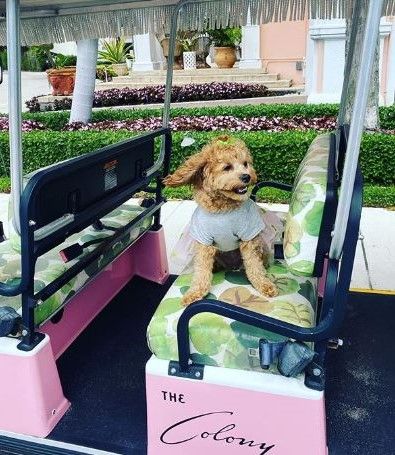 flycarepod's tweet photo. Why walk when you can get a sweet ride around the grounds? At The Colony Hotel, all guests receive the VIP treatment including our pets who also get to enjoy the Cabaña Club &amp; make the most of the private beach front! Image:@winne_thehavapooh #dogtravels #petfriendly #flycarepod https://t.co/uJ0yIEzi3A