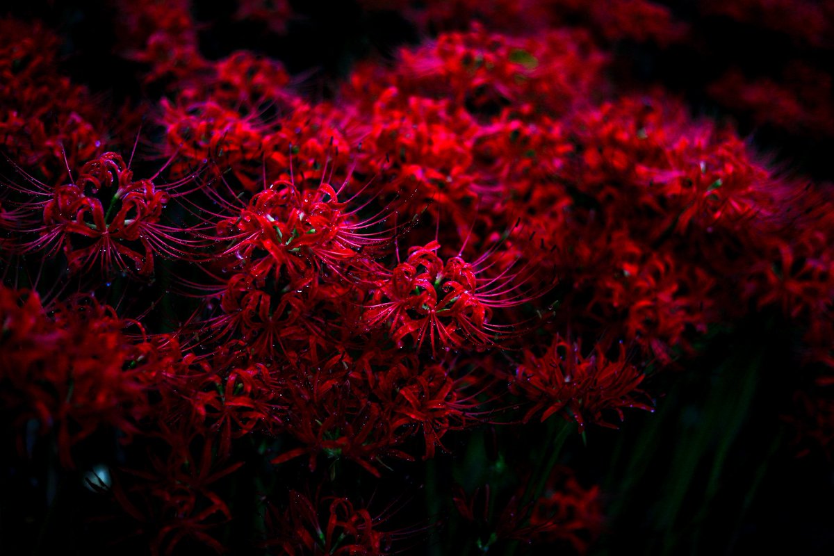 Murasan ビデオグラファー 雨の日の彼岸花がどれだけ綺麗なのか知ってほしい カメラ好きな人と繋がりたい 写真好きな人と繋がりたい キリトリセカイ ファインダー越しの私の世界ᅠ 彼岸花 一眼レフ T Co M2egq57rnv Twitter