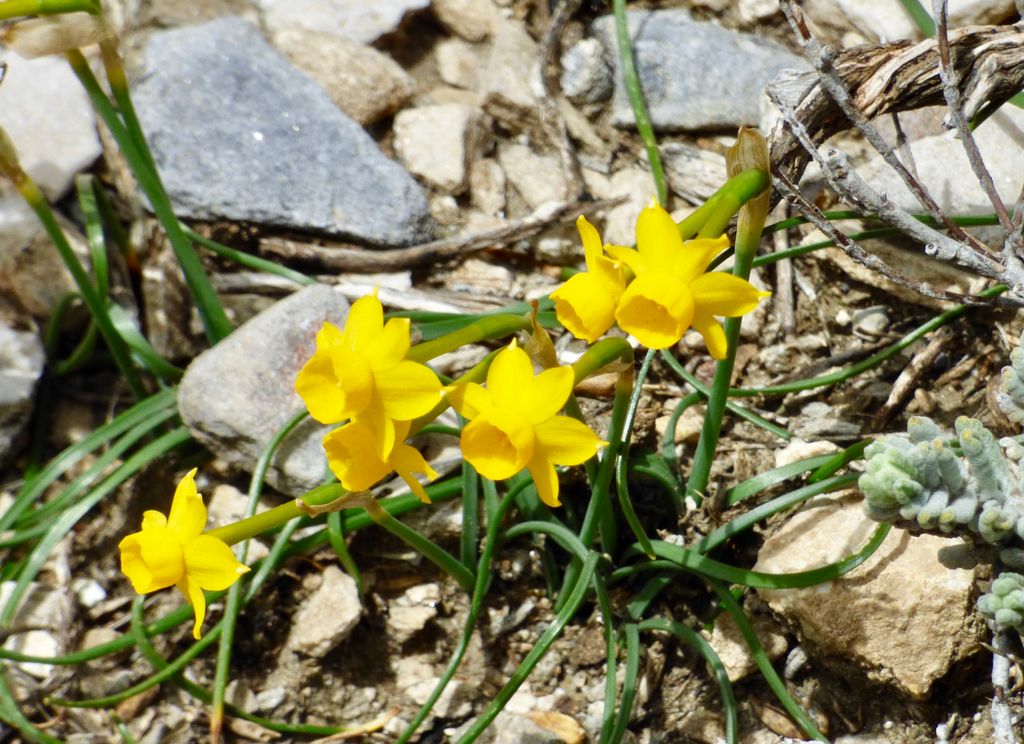 MtnHols's tweet photo. Love these spring flowers; some we have gown others nearby. https://t.co/KOSaQMSfd8