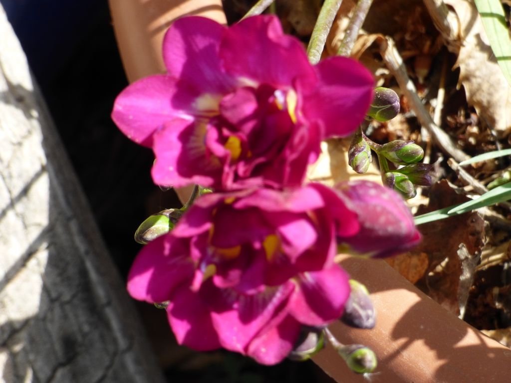 MtnHols's tweet photo. Love these spring flowers; some we have gown others nearby. https://t.co/KOSaQMSfd8