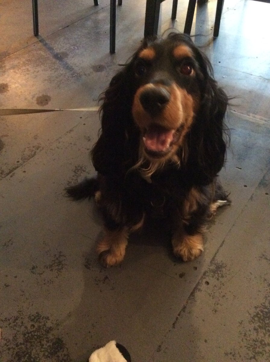 BuchanStrypes's tweet image. 1st birthday lunch for this one #Skye #Brewdog #dogtap