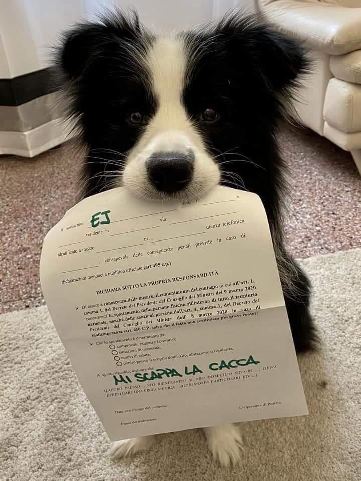 CapitanMorgan27's tweet photo. Autocertificazione valida. https://t.co/xSnAksm5aN