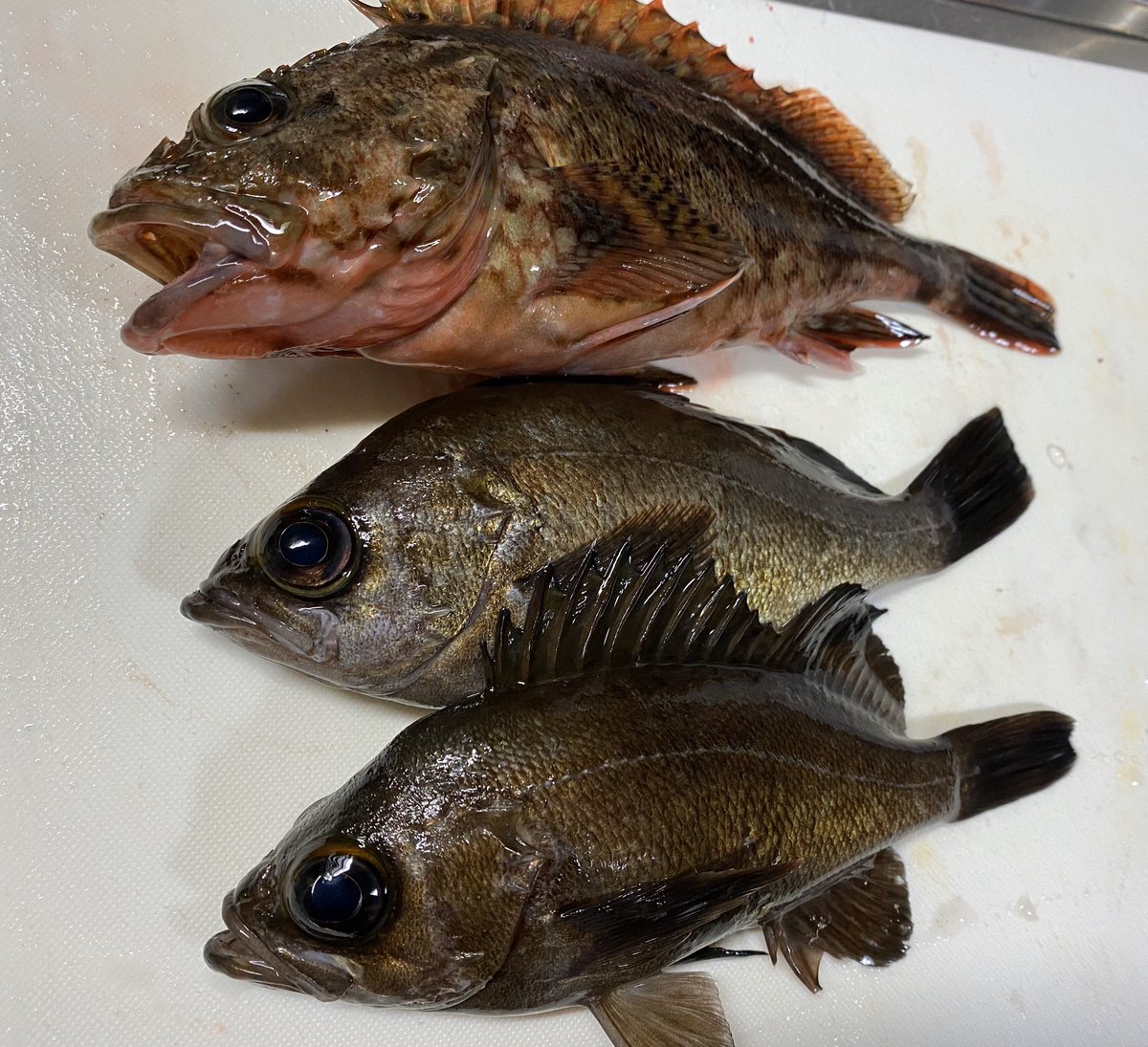 ট ইট র ショウキパパ 博多湾 夜釣り ヘチ釣り 箱崎埠頭に行ってきました 19時からの2時間 アタリは3回だけの 激シブな状態でした 釣果はアラカブ25センチ メバルセンチ2匹 お刺身で頂きます エサは青虫 50gでもかなりあまりました