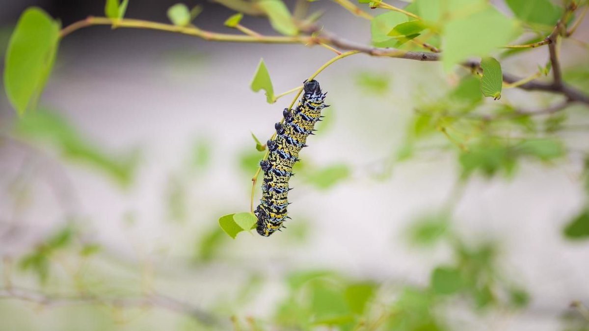 RFI_En's tweet photo. These yellow and white caterpillars, known as mopane worms are reputed to be more nutritious than beef. Find out how one company in Zimbabwe is investing in a product which could be good for the health and the economy. #food #Zimbabwe #nutrition 
https://t.co/lwaCbmFOox https://t.co/SJf55jO4lz