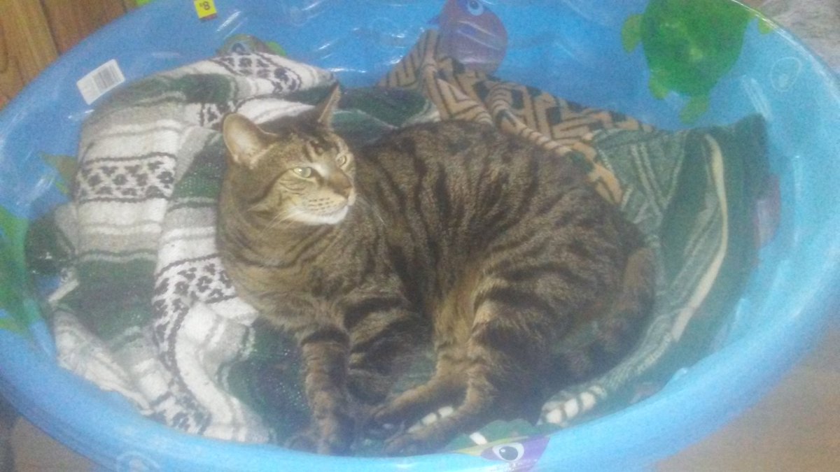 Strong1Dee's tweet photo. 😺 Norm is chillin in the pool. Nothing like having a relaxin morning ☕🌞 https://t.co/U5wQrPFgQg