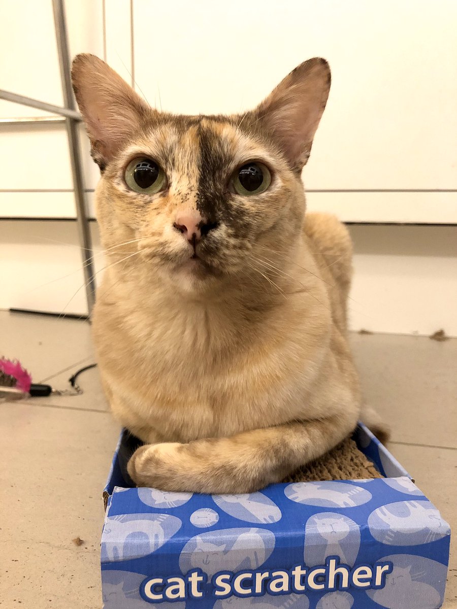 abicocomama's tweet photo. Sheโs all prepped for self isolation #Caturday #somethingtoscratch #somethingtochase #allthatisneeded https://t.co/tvWonyF2oT
