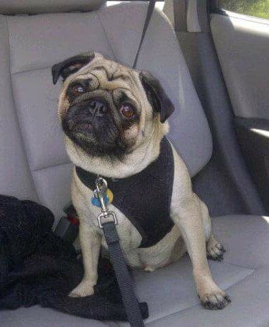 Mr. Tomo Pug #Angel tweet media