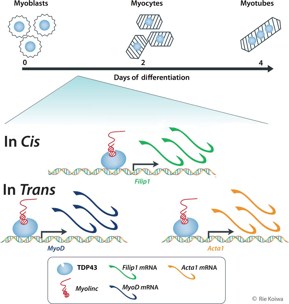 A novel long non-coding RNA Myolinc regulates myogenesis through TDP-43 and Filip1
Corresponding Author: Dr. Shizuka Uchida 
Please visit: doi.org/10.1093/jmcb/m…
@lncRNA_papers @lncRNABlog @transcriptomes @epigen_papers @musclecellnews #MuscleDevelopment #myogenesis