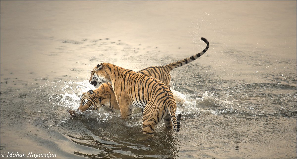 'Rivers for Tigers, Tigers for Rivers'
#DayofActionforRivers 
We know Rivers are cradle of biodiversity, but if you are curious to know how tigers protect rivers, read the story in the thread.
In the meanwhile, enjoy this stunning capture of Tigers in Ramganga,by Mohan Nagarajan