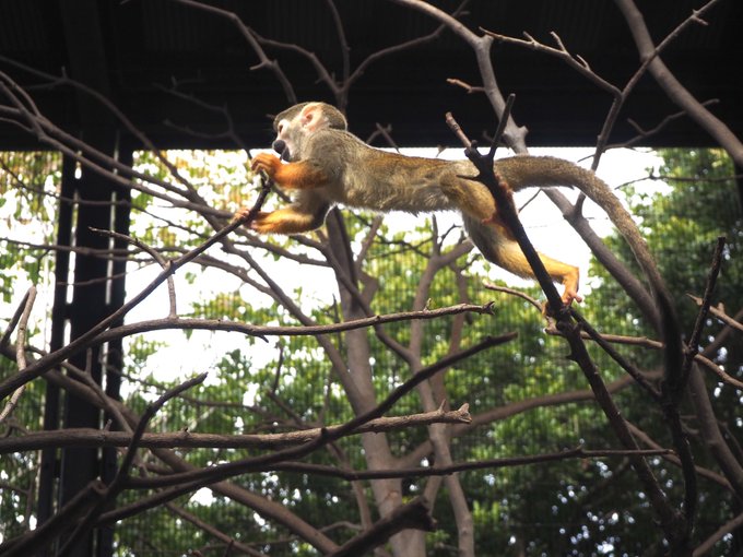 Sixtonesのtwitterイラスト検索結果