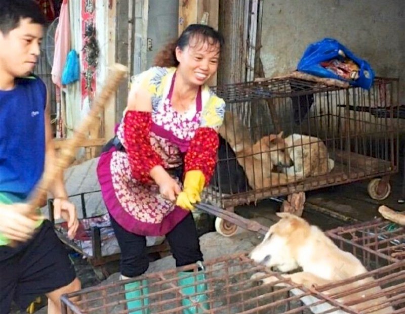 Here is what is described as a Chinese "happy dog butcher Wife"! 