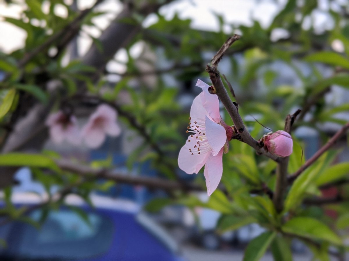 iShzz's tweet photo. #Spring #ishpix https://t.co/lF3SWP2JgT