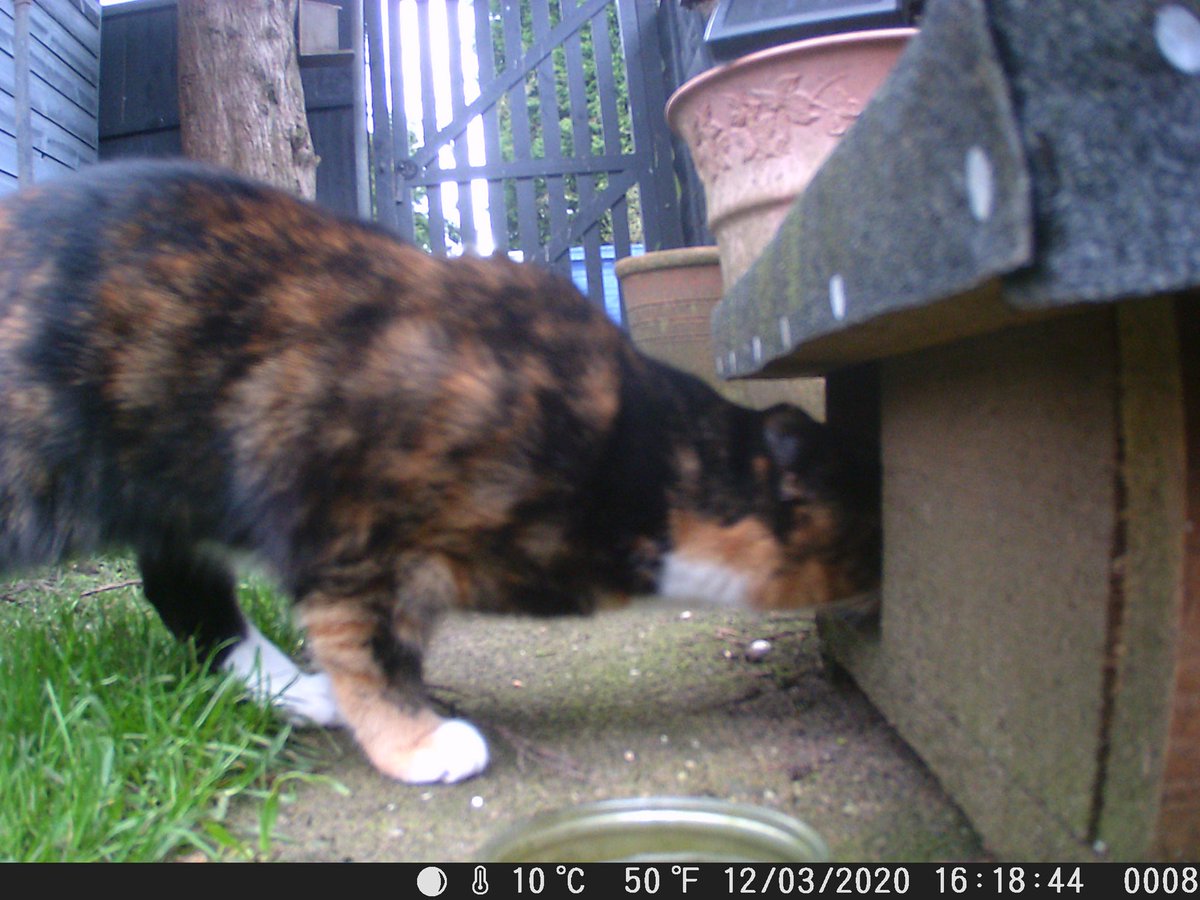 Now the neighbours cat is at it #bloodycat #hedgehogfeedingstation #hedgehogbuiscuits #caughtoncamera #gardenlife 🐾🦔