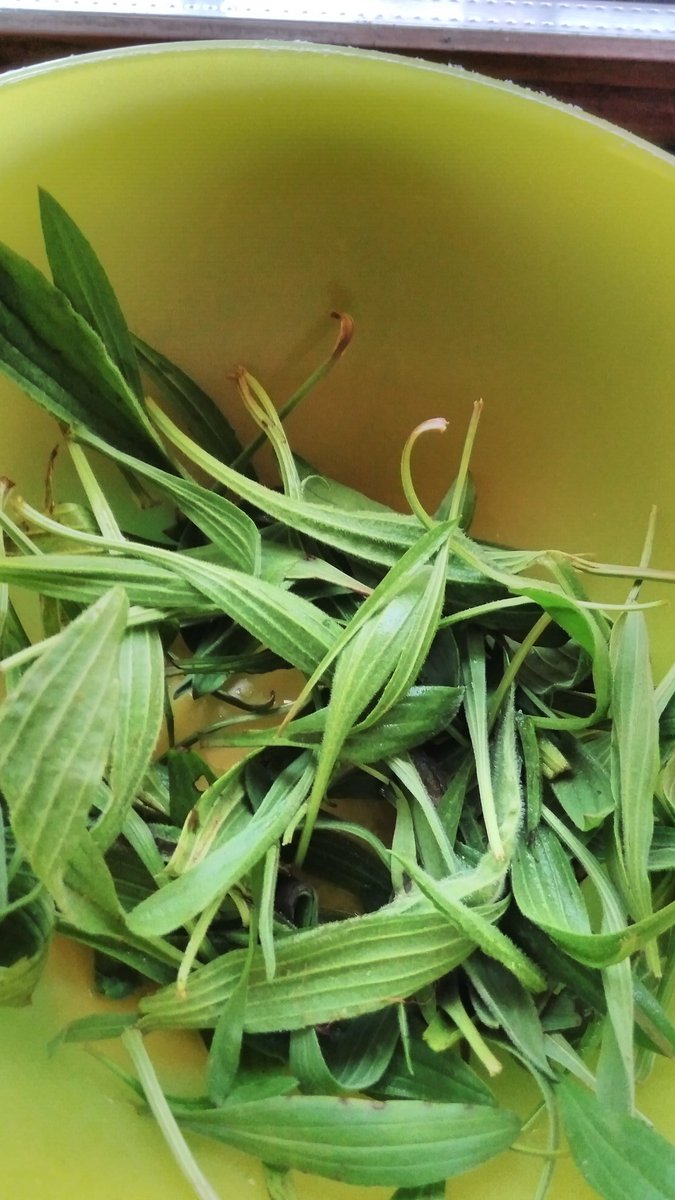 PoggioMonte's tweet photo. #plantago growing abundantly in our #gardens a #tea is #antiinflamatory for the throat and bronchi and intestines #detoxing the body and #immuneboosting https://t.co/UdkGRBrr8x