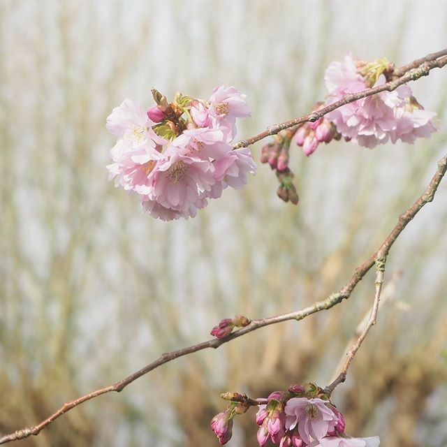 inkflower_press's tweet photo. What is it they say about March? It comes in like a lion and goes out like a lamb. Today’s one of those spring days where winter and summer are vying for supremacy; glorious sunshine versus dark, threatening and delicate blossom caught in the middle.
.
.… https://t.co/jFpQvYhznn https://t.co/ZmiC5tiSgy
