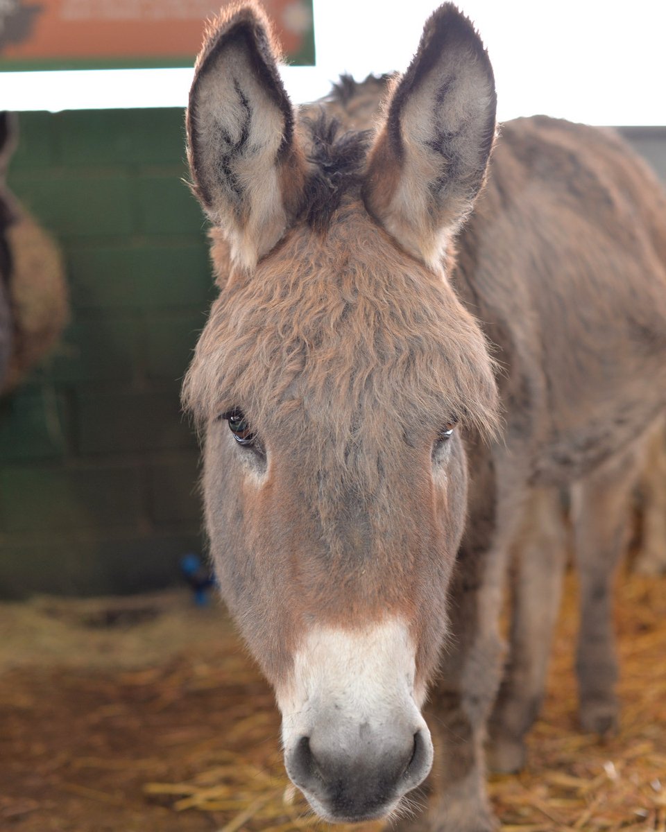 BockettsFarm's tweet photo. Our beautiful boy Beau. You can usually see him in the company of his best friends Esme, Souris and Teddy. 😍
#cutedonkey #donkeyk #donkey #donkeyselfie #donkeylove #donkeylife #donkeysofinstagram #beautiful #donkeyoftheday https://t.co/uXFeD0EM5L