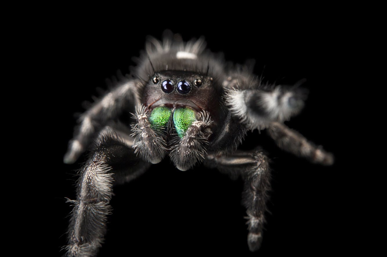 Paraphidipus aurantius, the Emerald jumping spider in a defensive pose.  4mm. | Jumping spider, Spider dance, Beautiful creatures