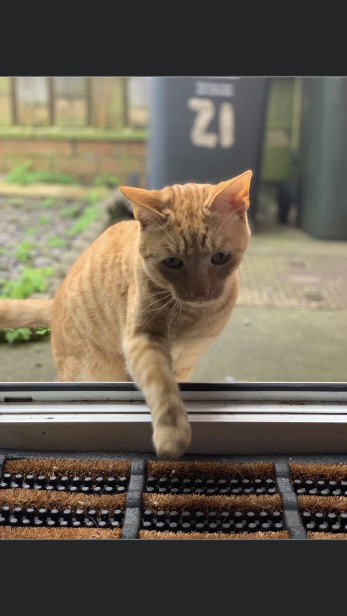 WeeSheena1912's tweet photo. Another wee visitor. #NotMyCat #FellowGinger 👩🏻‍🦰😊 https://t.co/zdHqJwK35R