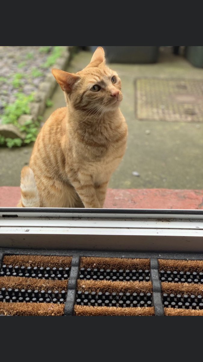 WeeSheena1912's tweet photo. Another wee visitor. #NotMyCat #FellowGinger 👩🏻‍🦰😊 https://t.co/zdHqJwK35R
