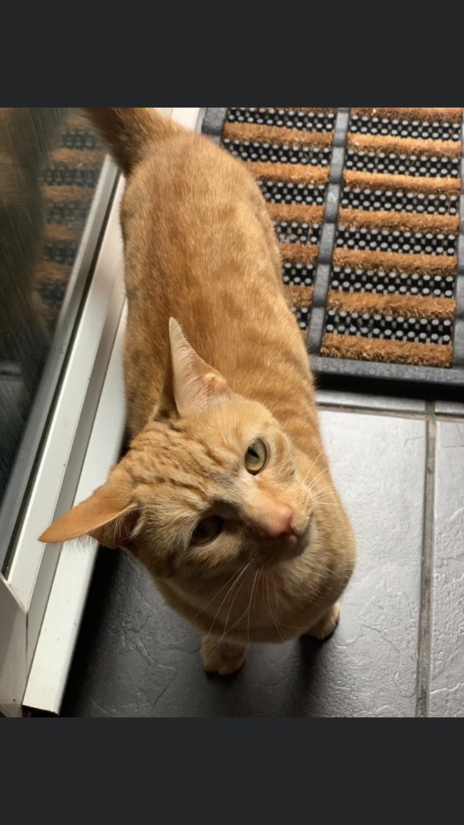 WeeSheena1912's tweet photo. Another wee visitor. #NotMyCat #FellowGinger 👩🏻‍🦰😊 https://t.co/zdHqJwK35R