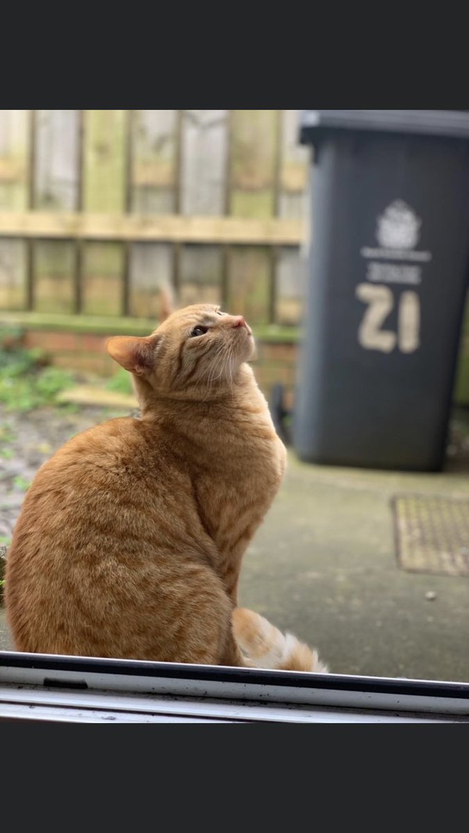 WeeSheena1912's tweet photo. Another wee visitor. #NotMyCat #FellowGinger 👩🏻‍🦰😊 https://t.co/zdHqJwK35R
